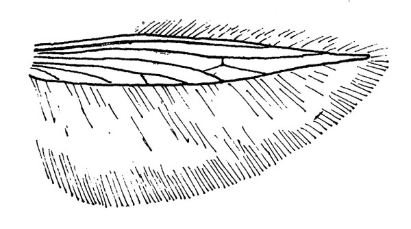 Achtervleugel met aderstelsel en franje van een Coleophora-soort (Coleophoridae).